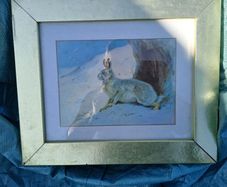 Lovely, Decorative Hare Picture