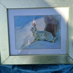 Lovely, Decorative Hare Picture