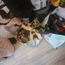 toys Image 2