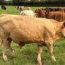 Cattle Image 5