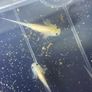 Premium Axolotl Juveniles Image 3