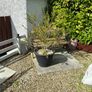 garden plants Image 3