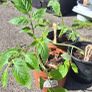 Mixed Baby Plum Tomato Plants Image 2
