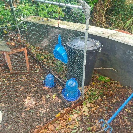 Hens and Hen House