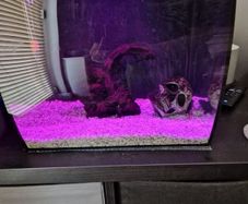 fluval flex fish tank 34L