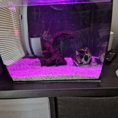 fluval flex fish tank 34L