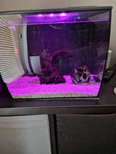 fluval flex fish tank 34L