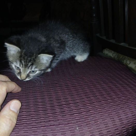 Kittens