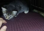 Kittens