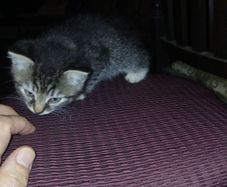Kittens