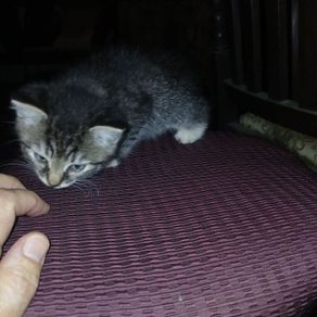 Kittens