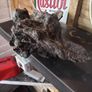 bog oak Image 2