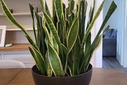 Sansevieria Laurentii planter