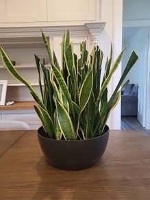 Sansevieria Laurentii planter