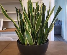 Sansevieria Laurentii planter
