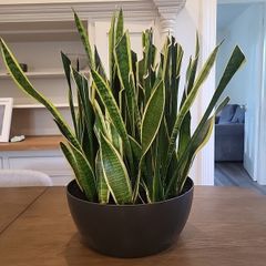Sansevieria Laurentii planter