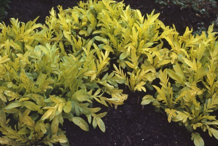 Offshoots, Divisions and Seedlings