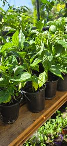 chilli plants