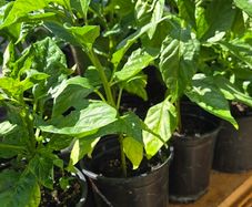 chilli plants