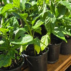 chilli plants
