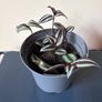 plants Image 4