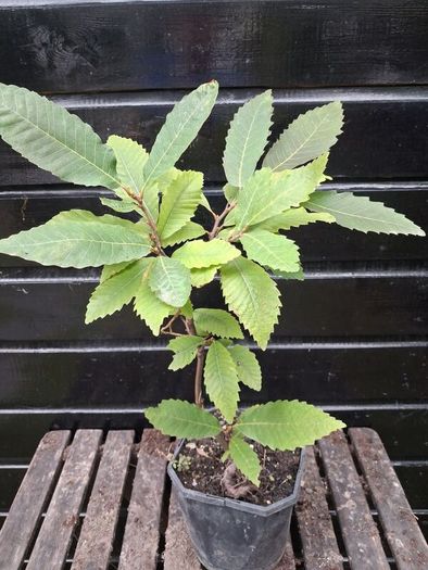 Sweet chestnut trees