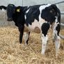 10 Continental Heifers - Image 9