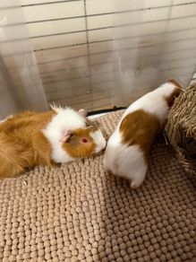 adoption