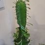 Euphorbia Trigona Image 2