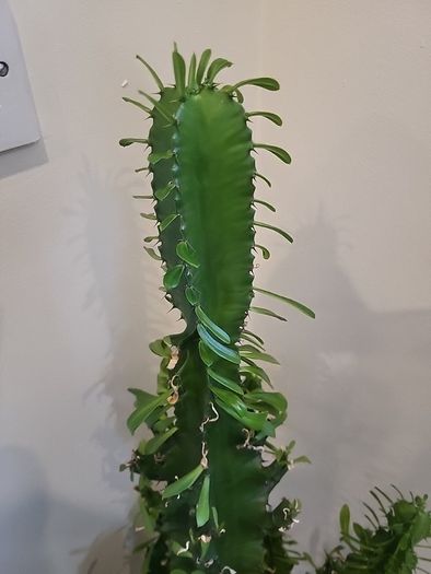 Euphorbia Trigona