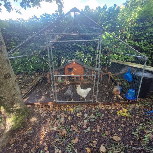 Hens and Hen House