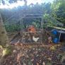 Hens and Hen House Image 4
