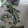 Scindapsus Trebie planter Image 2