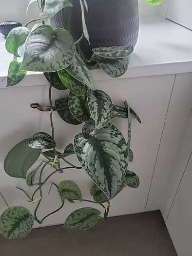 Scindapsus Trebie planter
