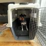 dog airline crate Image 3