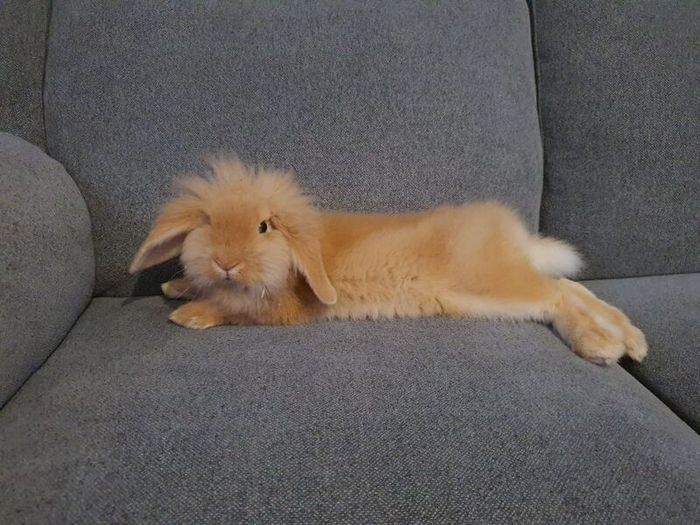 Rabbit