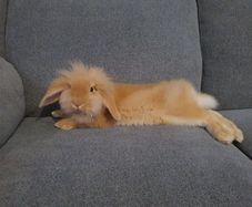 Rabbit
