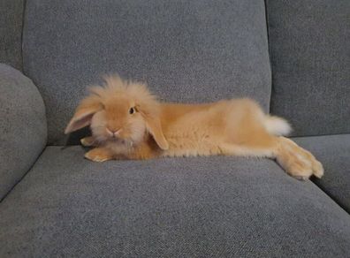 Rabbit