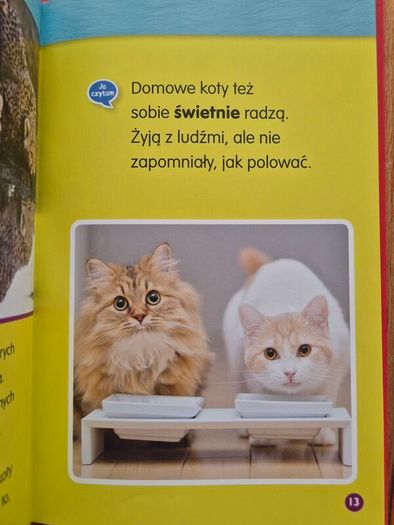 Koty - Polish book