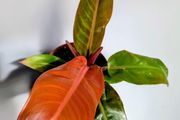 Philodendron Prince of Orange Plant