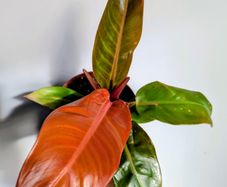 Philodendron Prince of Orange Plant