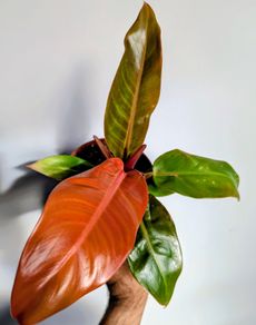 Philodendron Prince of Orange Plant
