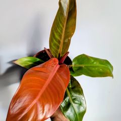 Philodendron Prince of Orange Plant
