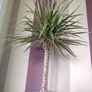 Indoor Dracaena Plant and Blue Plastic Plant Pot Image 5