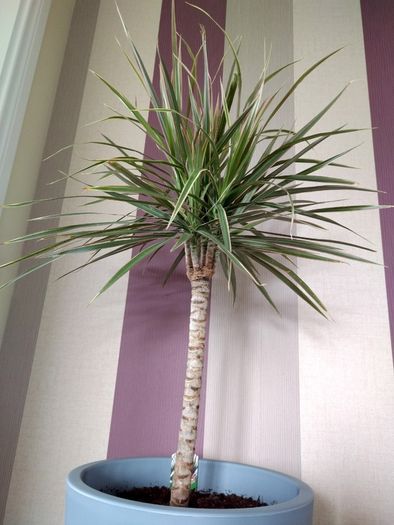 Indoor Dracaena Plant and Blue Plastic Plant Pot
