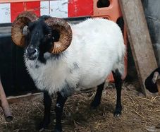 Sheep