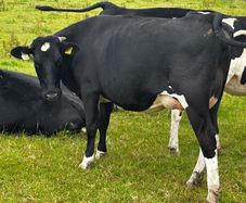 Two freshly calved heifers