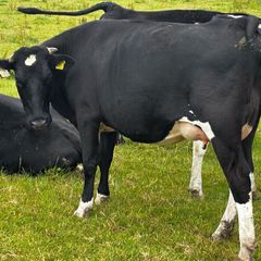 Two freshly calved heifers