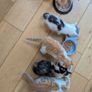 5 kittens for sale Image 4