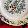 Royal Worcester Herbs Dinnerware , Set of two Rosemary and Black Mustard plates Image 8